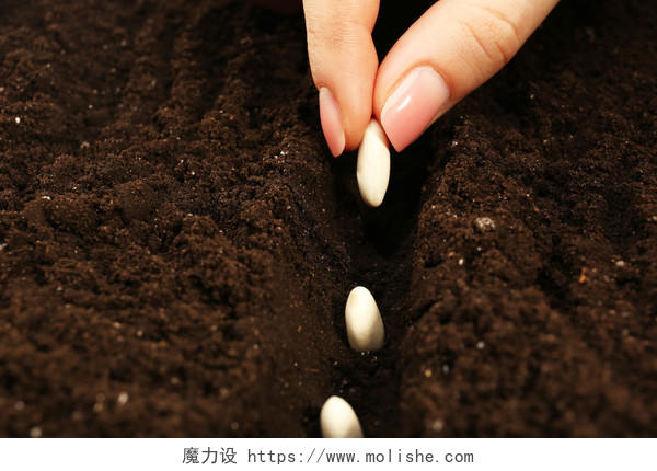 女子在土壤里播种
